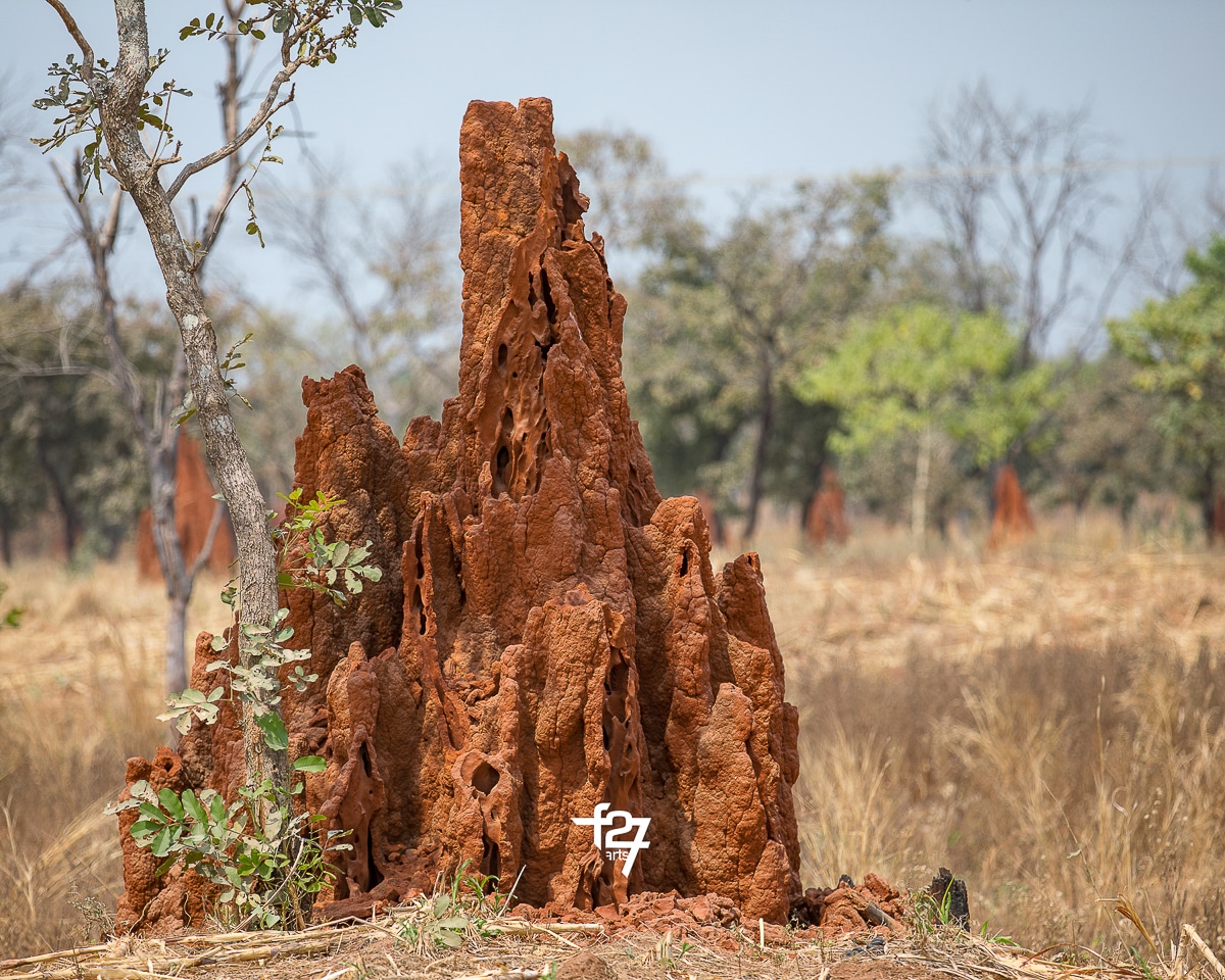 Anthills of the Savannah